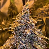 HashPlant Haze x Kali China Feminised Seeds - 5