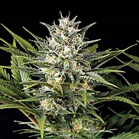 Pineapple Skunk Feminised Seeds