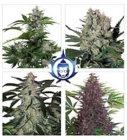 Assorted Mix Auto Feminised Seeds