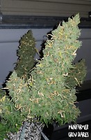 Heisenberg Special Auto Feminised Seeds