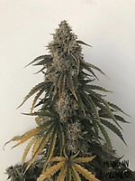 Beary White Auto Feminised Seeds