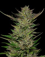 Don Carlos Feminised Seeds