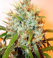 Kali Mist Feminised Seeds