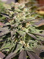 Warlock Feminised Seeds