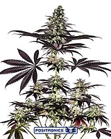 Caramel Ice CBD Express Auto Feminised Seeds