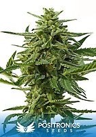 Northern Haze Express Auto Feminised Seeds