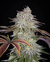 AlienZ Feminised Seeds