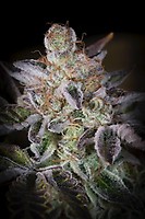 Sweetopia Feminised Seeds