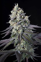 Purple Mints Feminised Seeds