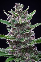 Tropicana Cookies Auto Feminised Seeds