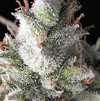Ramses Auto Feminised Seeds