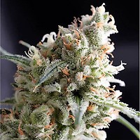Kukulkan Feminised Seeds
