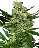 Pumpkin Spice Feminised Seeds