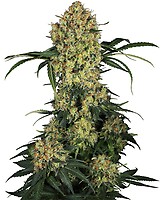 Aloha OG Feminised Seeds