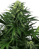 Honey Melon Kush Feminised Seeds