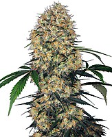Sensi Amnesia XXL Auto Feminised Seeds