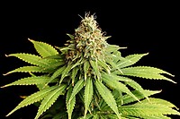 Hellfire OG Feminised Seeds