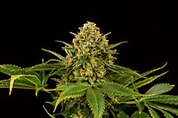 Monkey Grease Feminised Seeds