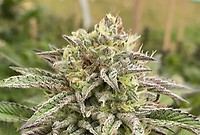 Break-Up Cake Auto Feminised Seeds