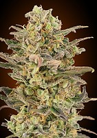 Somango Glue Feminised Seeds