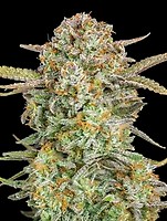 Bruce Banner XXL Auto Feminised Seeds