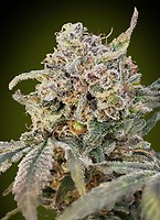 Somango Glue Auto Feminised Seeds