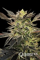 Pink Sunset Auto Feminised Seeds