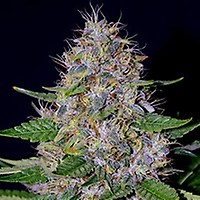 Apple Crumble Feminised Seeds - 5