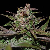 Purple Wreck Feminised Seeds