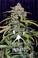 Hubbabubbahaze Auto Feminised Seeds