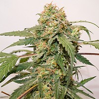 Kerosene Krash Auto Feminised Seeds
