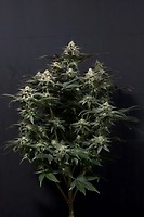 Purple Lemonade Fast Feminised Seeds