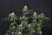 Tropicana Cookies Fast Feminised Seeds