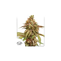 Tropical Tangie Feminised Seeds