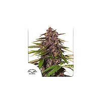 Forbidden Cherry Auto Feminised Seeds