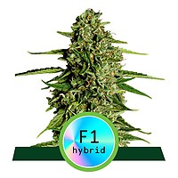 Medusa F1 Auto Feminised Seeds