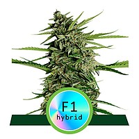 Orion F1 Auto Feminised Seeds