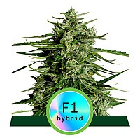 Titan F1 Auto Feminised Seeds