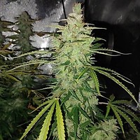 Biscotti Auto Feminised Seeds - BULK x 100