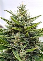 GMO Cookies Auto Feminised Seeds - BULK x 100