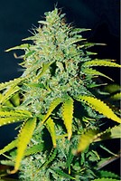 Ice Cream Cake Auto Feminised Seeds - BULK x 100