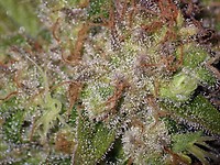 Peanut Butter Breath Auto Feminised Seeds - BULK x 100