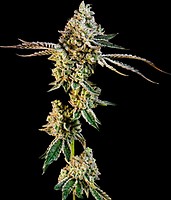 Animal Mints Feminised Seeds - BULK x 100