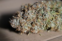 Jealousy Feminised Seeds - BULK x 100