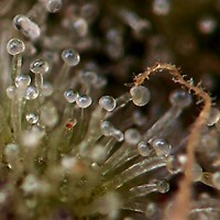 London Pound Cake Feminised Seeds - BULK x 100