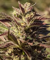 La Jefa Fast Feminised Seeds - 5