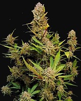 Apricot Auto Feminised Seeds