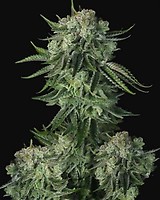 Original Moby Dick Auto Feminised Seeds