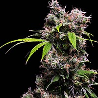 Golden Pineapple S1 Feminised Seeds - 5