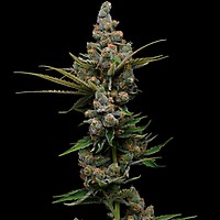 Guava Slushy Feminised Seeds - 5